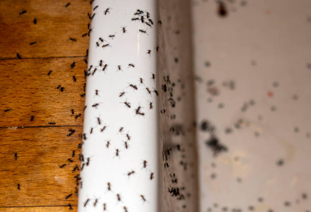 Trusted Lake Hamilton, FL Pest Control Experts